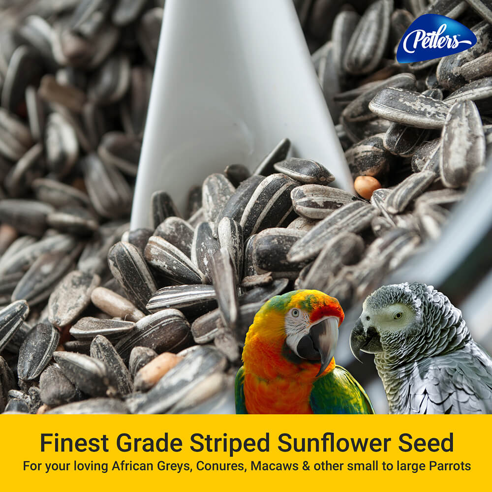 Sunflower Seeds For Birds Ebay at Evelyn Mitchell blog